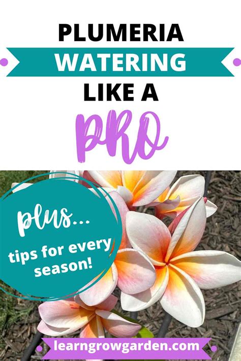 plumeria water requirements in winter